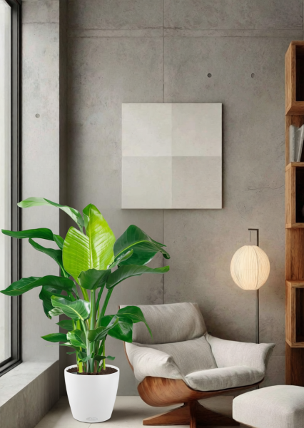 Стрелиция Николай 27/140 см в CLASSICO LS 35