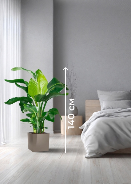 Стрелиция Николай 27/140 см в CUBE 30 Стрелиция Николай 27/140 см в CUBE 30