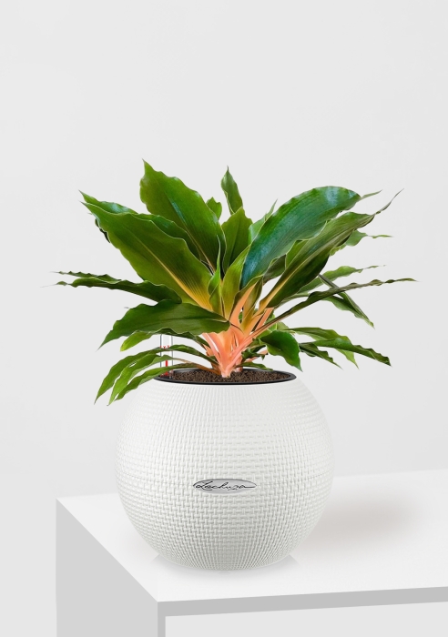 Хлорофитум Фаер Флеш в PURO 20, белый