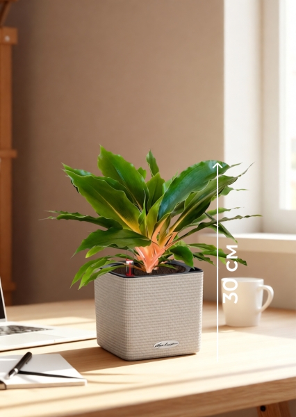 Хлорофитум Фаер Флеш в CUBE COLOR 14 Хлорофитум Фаер Флеш в CUBE COLOR 14