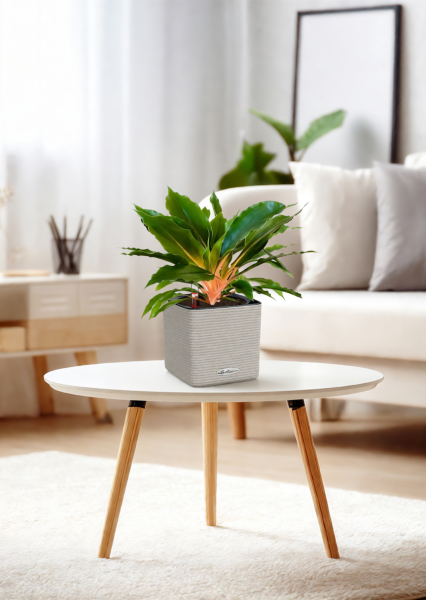 Хлорофитум Фаер Флеш в CUBE COLOR 14 Хлорофитум Фаер Флеш в CUBE COLOR 14