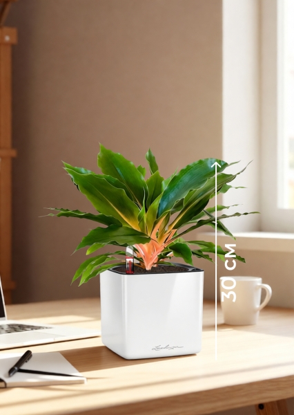 Хлорофитум Фаер Флеш в CUBE GLOSSY 14