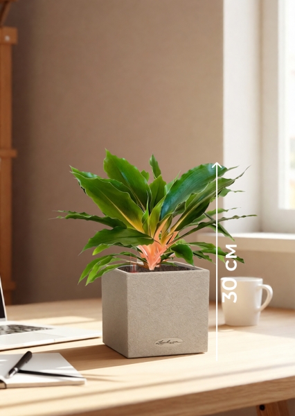 Хлорофитум Фаер Флеш в CANTO STONE 14