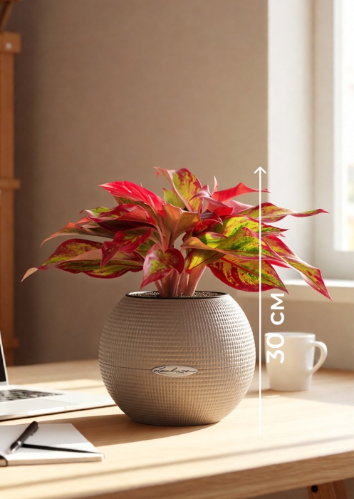 Аглаонема Крит в PURO 20