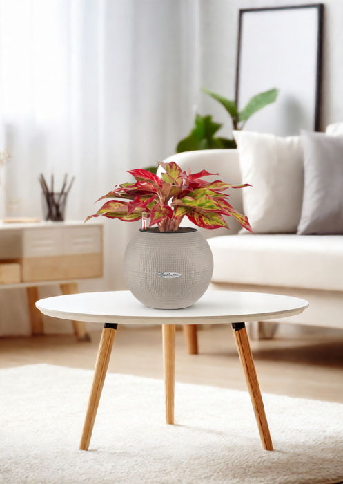 Аглаонема Крит в PURO 20