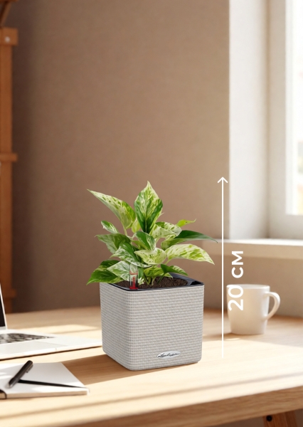 Сциндапсус Марбл Квин 12/20 см в CUBE COLOR 14 Сциндапсус Марбл Квин 12/20 см в CUBE COLOR 14