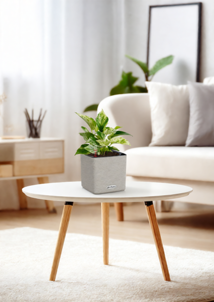 Сциндапсус Марбл Квин 12/20 см в CUBE COLOR 14 Сциндапсус Марбл Квин 12/20 см в CUBE COLOR 14