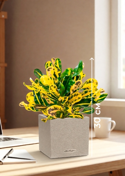 Кротон Еллоу 12/30 см в CANTO STONE 14 Кротон Еллоу 12/30 см в CANTO STONE 14