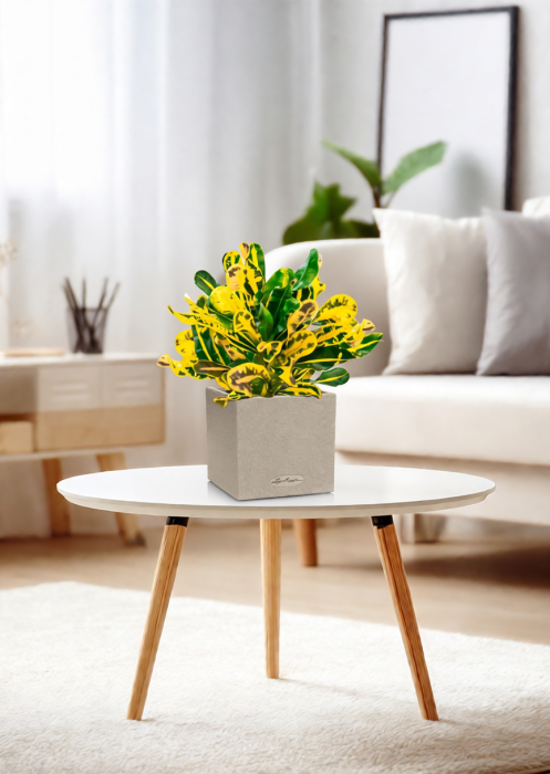 Кротон Еллоу 12/30 см в CANTO STONE 14