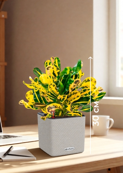 Кротон Еллоу 12/30 см в CUBE COLOR 14 Кротон Еллоу 12/30 см в CUBE COLOR 14