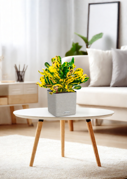 Кротон Еллоу 12/30 см в CUBE COLOR 14 Кротон Еллоу 12/30 см в CUBE COLOR 14