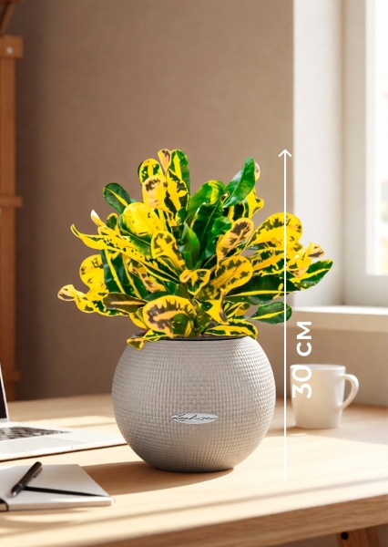 Кротон Еллоу 12/30 см в PURO 20 Кротон Еллоу 12/30 см в PURO 20