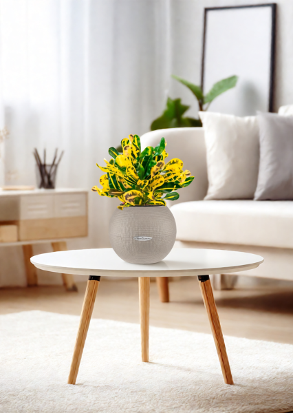 Кротон Еллоу 12/30 см в PURO 20 Кротон Еллоу 12/30 см в PURO 20