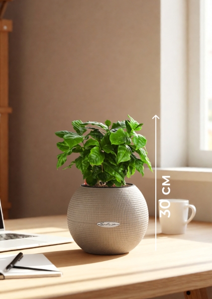 Кофе 12/30 см в PURO 20