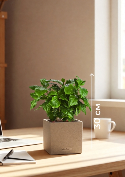 Кофе 12/30 см в CANTO STONE 14 Кофе 12/30 см в CANTO STONE 14