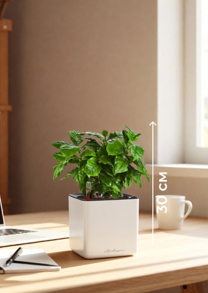 Кофе 12/30 см в CUBE GLOSSY 14 Кофе 12/30 см в CUBE GLOSSY 14