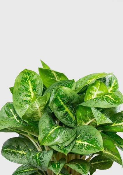 Аглаонема Лемон Минт 19/50 см в CLASSICO COLOR 28 Аглаонема Лемон Минт 19/50 см в CLASSICO COLOR 28