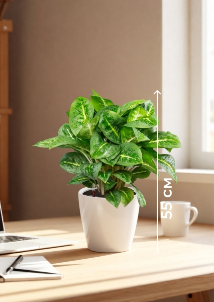 Аглаонема Лемон Минт 19/50 см в CLASSICO COLOR 28 Аглаонема Лемон Минт 19/50 см в CLASSICO COLOR 28