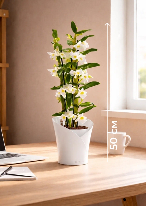 Орхидея Дендробиум белый в ORCHIDEA 18