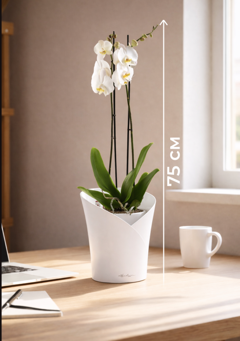 Фаленопсис Кэмбридж в ORCHIDEA 18