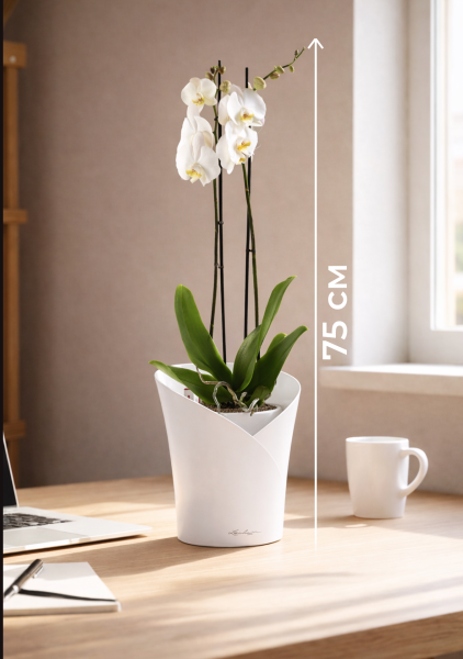 Фаленопсис Кэмбридж в ORCHIDEA 18 Фаленопсис Кэмбридж в ORCHIDEA 18