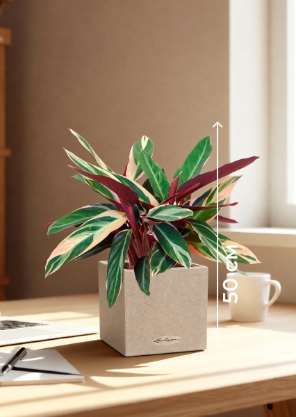 Строманта 12/40 см в CANTO STONE 14