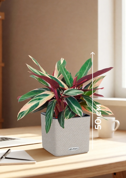 Строманта 12/40 см в CUBE COLOR 14