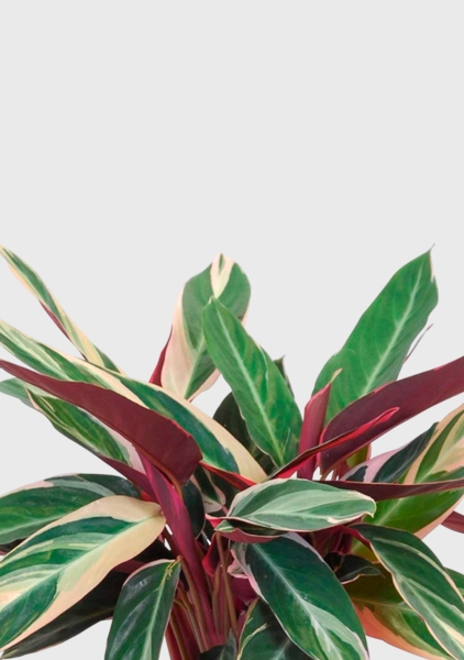 Строманта 12/40 см в CUBE GLOSSY 14