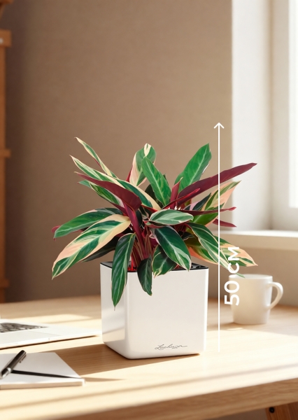 Строманта 12/40 см в CUBE GLOSSY 14