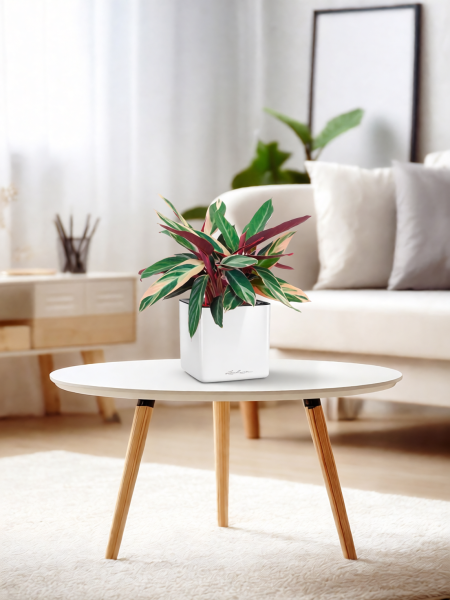 Строманта 12/40 см в CUBE GLOSSY 14