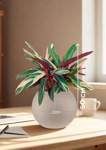 Строманта 12/40 см в PURO 20 Строманта 12/40 см в PURO 20