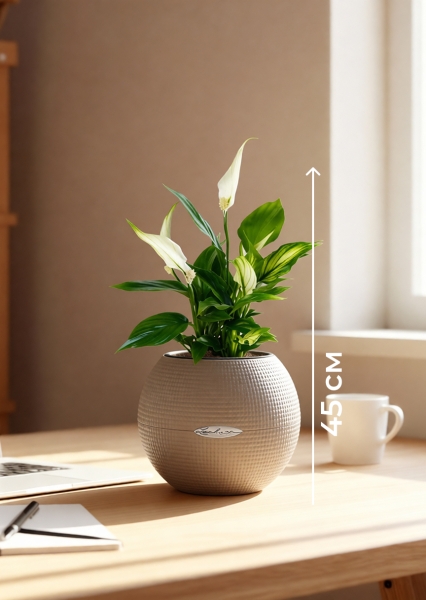 Спатифиллум 12/35 см в PURO 20