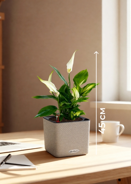 Спатифиллум 12/35 см в CUBE COLOR 14