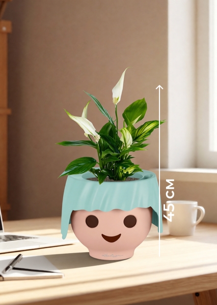 Спатифиллум 12/35 см в OJO Спатифиллум 12/35 см в OJO