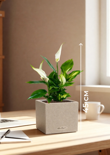 Спатифиллум 12/35 см в CANTO STONE 14 Спатифиллум 12/35 см в CANTO STONE 14