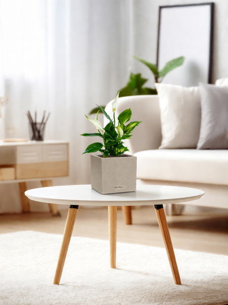 Спатифиллум 12/35 см в CANTO STONE 14 Спатифиллум 12/35 см в CANTO STONE 14