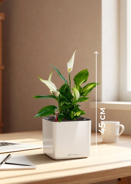 Спатифиллум 12/35 см в CUBE GLOSSY 14 Спатифиллум 12/35 см в CUBE GLOSSY 14