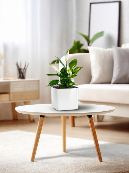 Спатифиллум 12/35 см в CUBE GLOSSY 14 Спатифиллум 12/35 см в CUBE GLOSSY 14