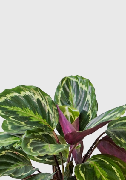 Калатея Медальон 12/40 см в CUBE GLOSSY 14