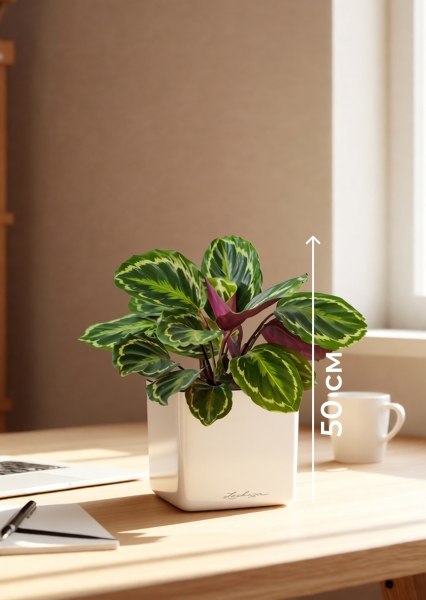 Калатея Медальон 12/40 см в CUBE GLOSSY 14