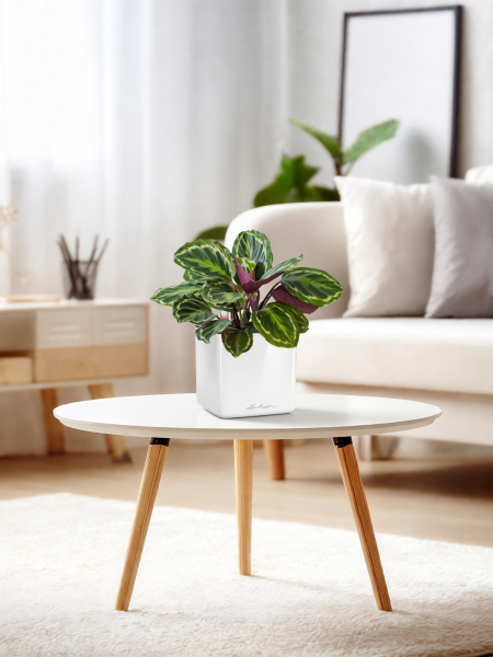 Калатея Медальон 12/40 см в CUBE GLOSSY 14