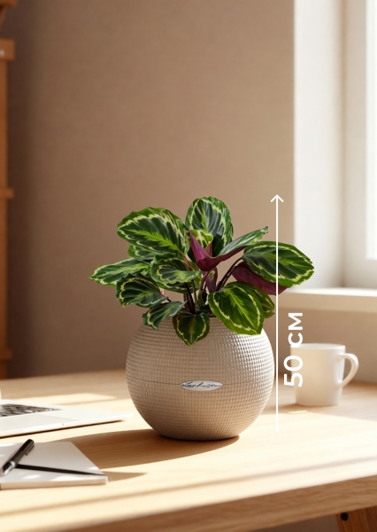 Калатея Медальон 12/40 см в PURO 20