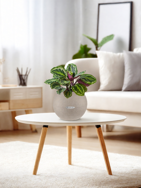 Калатея Медальон 12/40 см в PURO 20