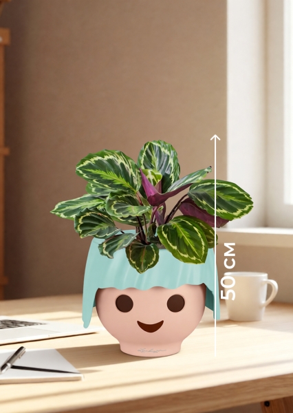 Калатея Медальон 12/40 см в OJO