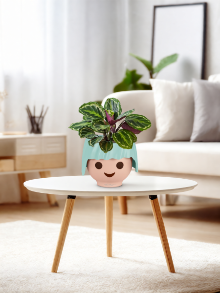 Калатея Медальон 12/40 см в OJO