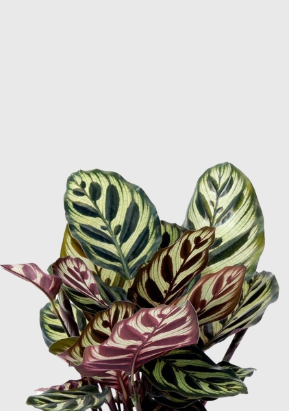 Калатея Макояна 12/35 см в OJO