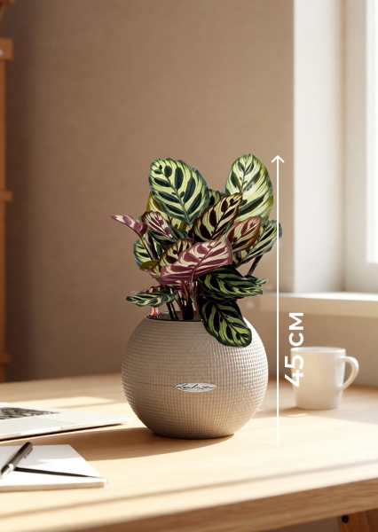 Калатея Макояна 12/35 см в PURO 20