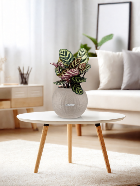 Калатея Макояна 12/35 см в PURO 20