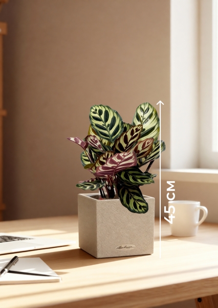 Калатея Макояна 12/35 см в CANTO STONE 14