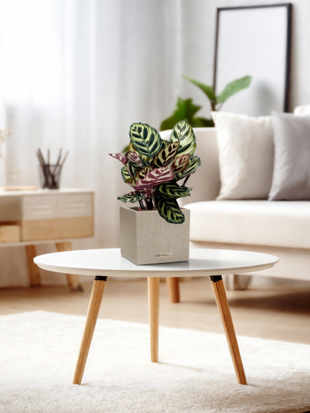 Калатея Макояна 12/35 см в CANTO STONE 14